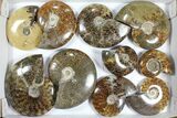 Lot: Polished Ammonites ( - ) - Pieces #101599-1